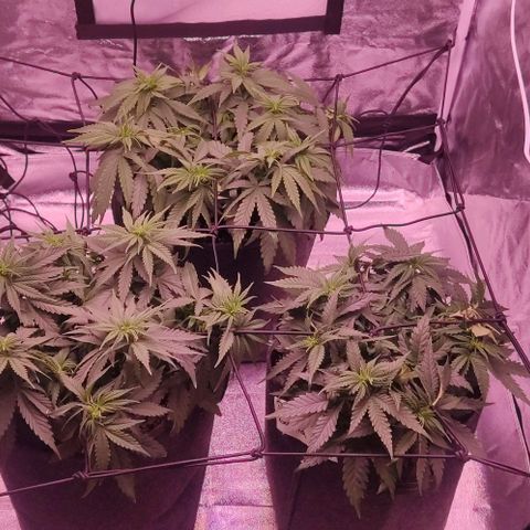 Golden Tiger growlog timeline photo