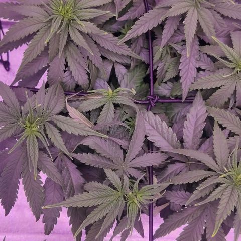 Royal Gorilla growlog timeline photo