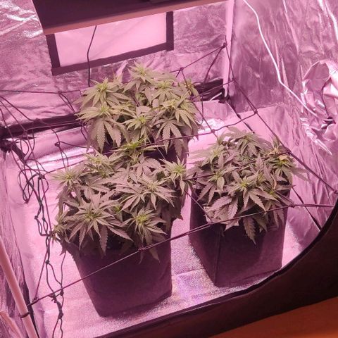 Royal Gorilla growlog timeline photo