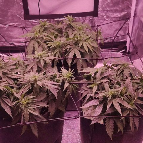 Golden Tiger growlog timeline photo