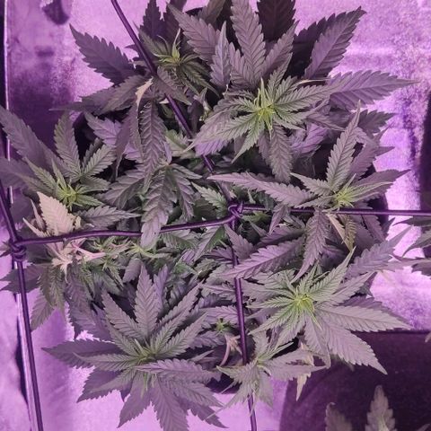 Royal Gorilla growlog timeline photo