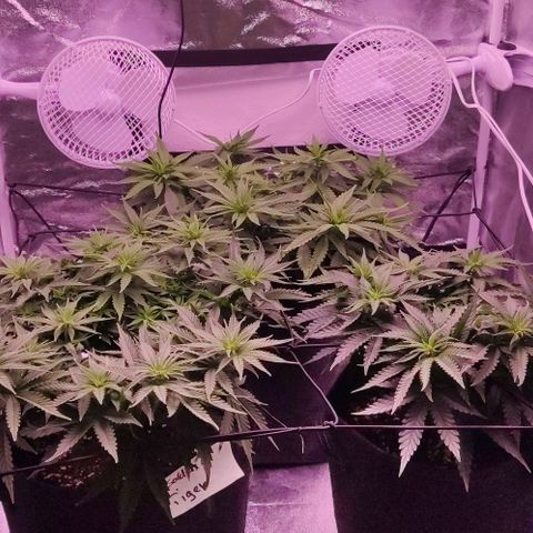 Royal Gorilla growlog timeline photo