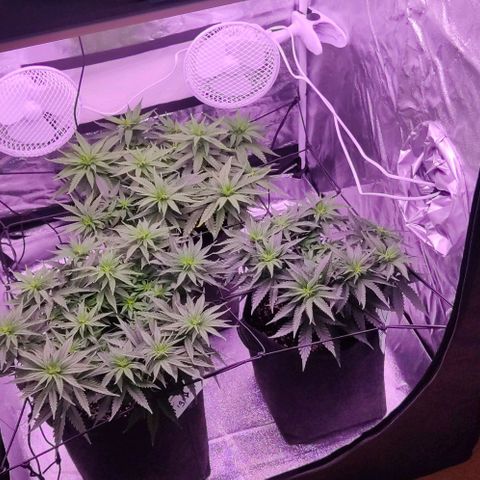 Royal Gorilla growlog timeline photo