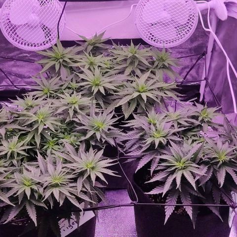 Royal Gorilla growlog timeline photo