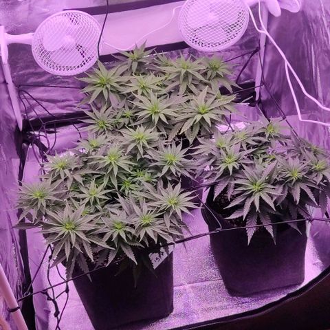 Golden Tiger growlog timeline photo