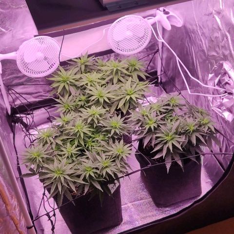 Royal Gorilla growlog timeline photo