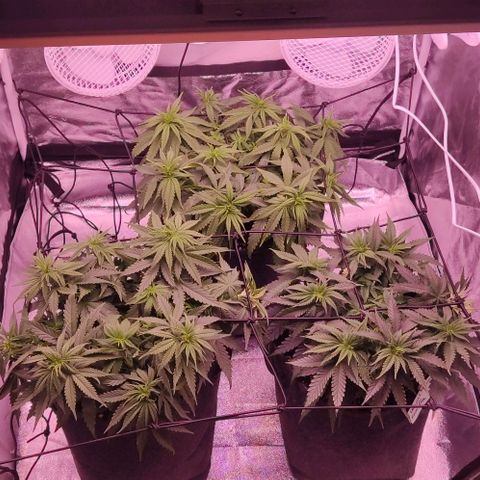 Golden Tiger growlog timeline photo