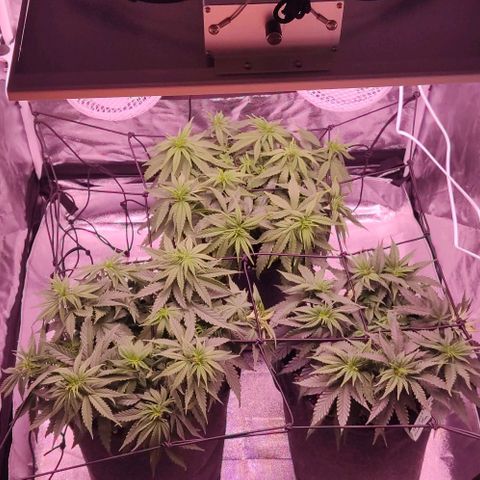 Golden Tiger growlog timeline photo