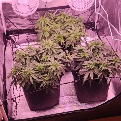 Royal Gorilla growlog timeline photo