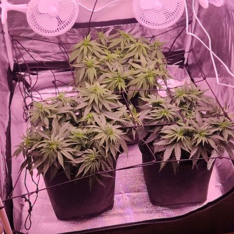 Royal Gorilla growlog timeline photo