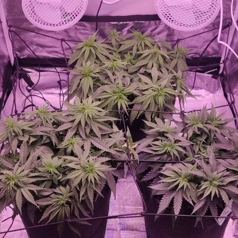 Royal Gorilla growlog timeline photo