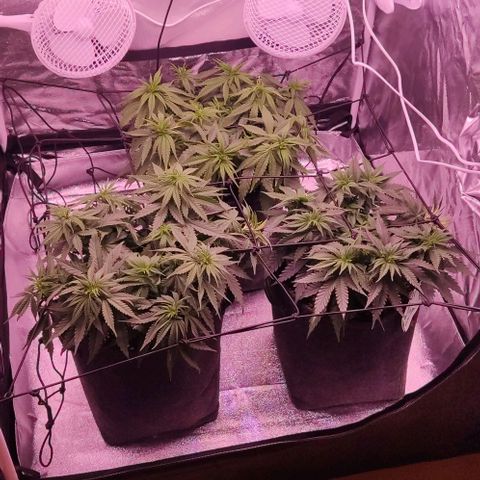 Royal Gorilla growlog timeline photo