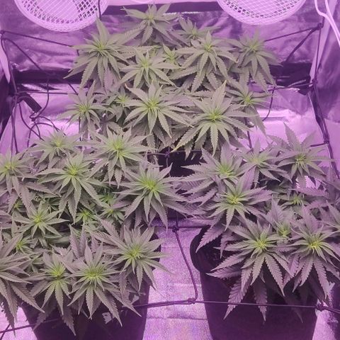 Golden Tiger growlog timeline photo