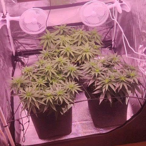 Golden Tiger growlog timeline photo