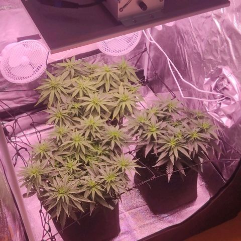 Royal Gorilla growlog timeline photo