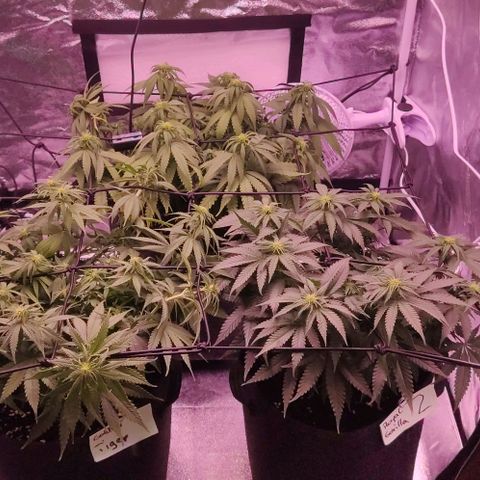 Royal Gorilla growlog timeline photo