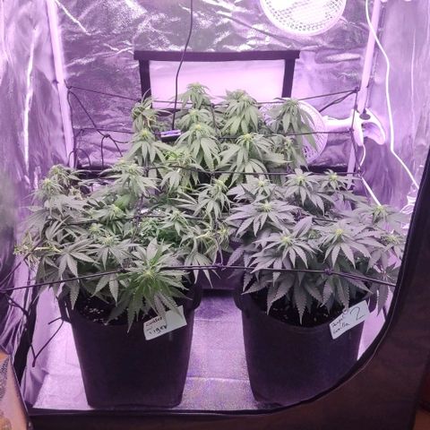 Royal Gorilla growlog timeline photo