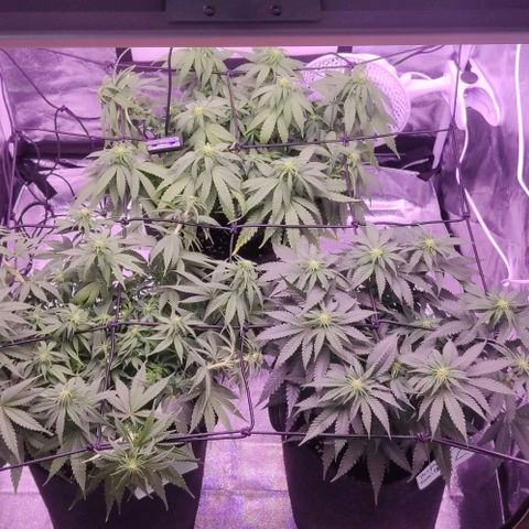 Royal Gorilla growlog timeline photo
