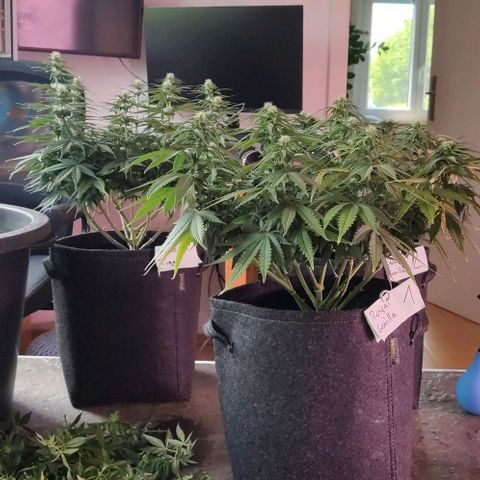 Golden Tiger growlog timeline photo