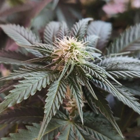 Golden Tiger growlog timeline photo