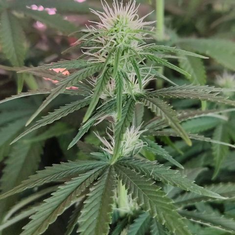 Golden Tiger growlog timeline photo