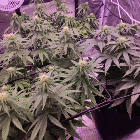 Golden Tiger growlog timeline photo