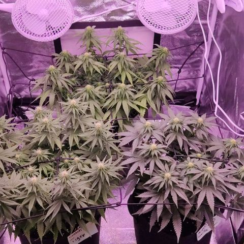 Royal Gorilla growlog timeline photo
