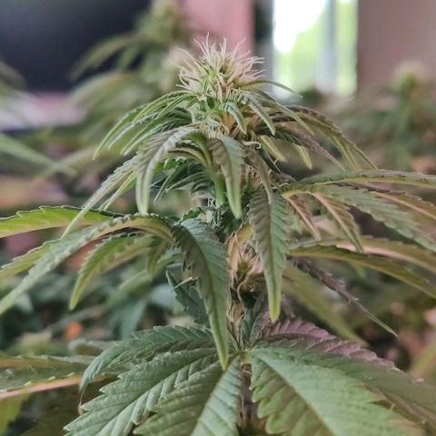 Royal Gorilla growlog timeline photo