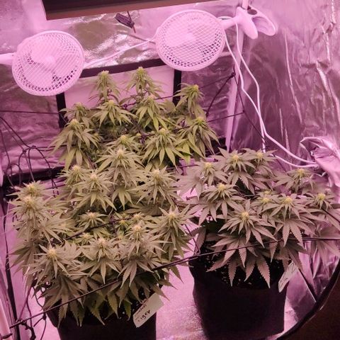 Royal Gorilla growlog timeline photo