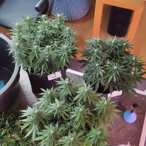 Royal Gorilla growlog timeline photo