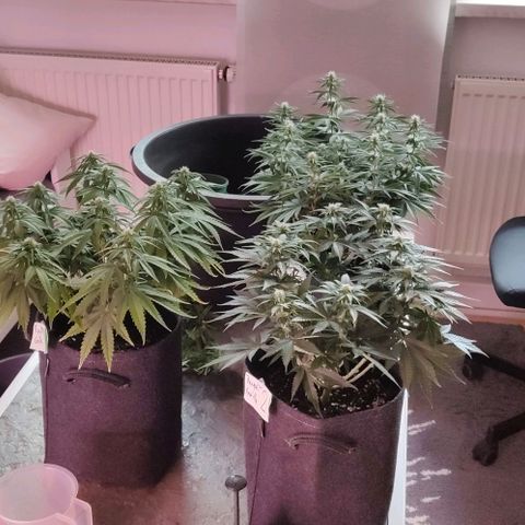 Royal Gorilla growlog timeline photo
