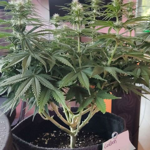Royal Gorilla growlog timeline photo