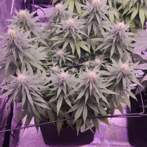 Golden Tiger growlog timeline photo