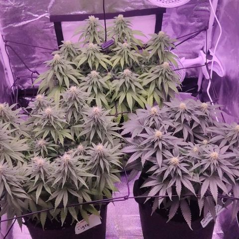 Golden Tiger growlog timeline photo