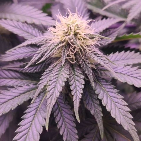 Royal Gorilla growlog timeline photo