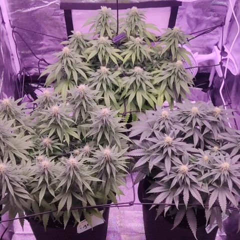 Royal Gorilla growlog timeline photo