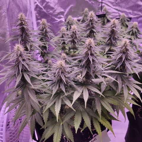 Golden Tiger growlog timeline photo