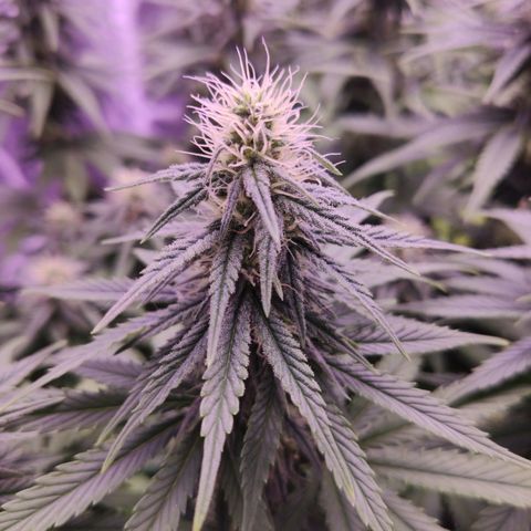 Golden Tiger growlog timeline photo