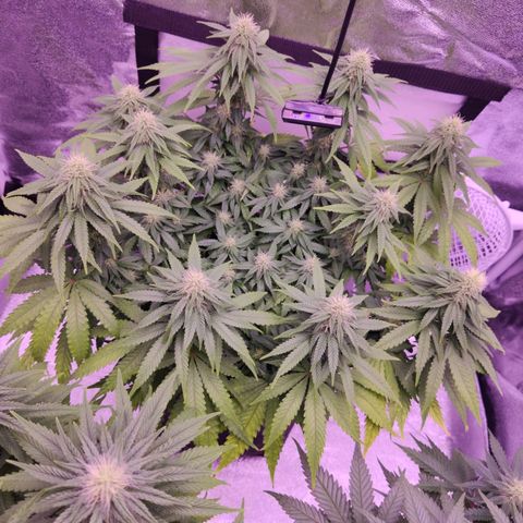 Royal Gorilla growlog timeline photo