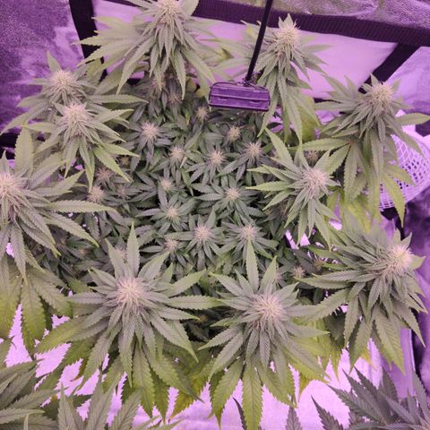 Royal Gorilla growlog timeline photo