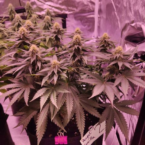 Royal Gorilla growlog timeline photo