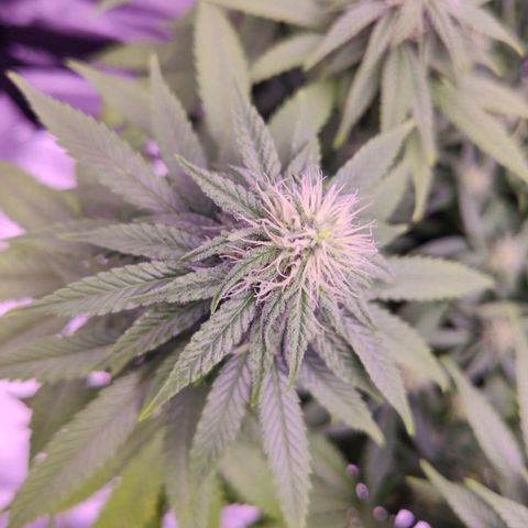 Royal Gorilla growlog timeline photo