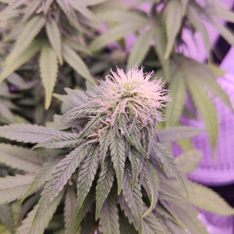 Royal Gorilla growlog timeline photo