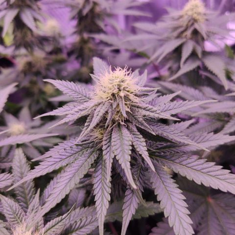 Royal Gorilla growlog timeline photo