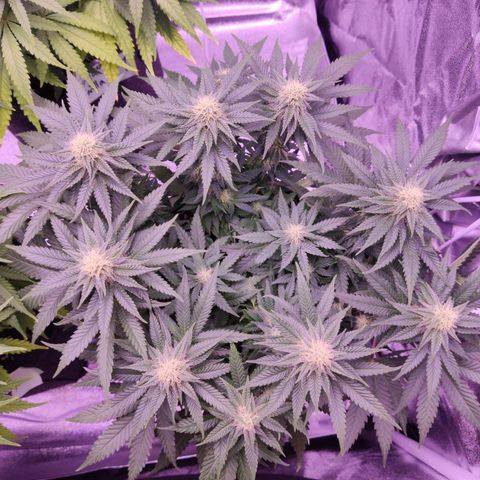 Royal Gorilla growlog timeline photo