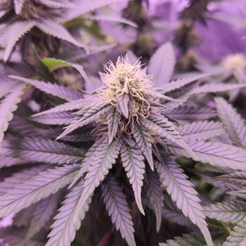 Royal Gorilla growlog timeline photo
