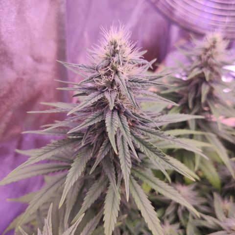 Golden Tiger growlog timeline photo