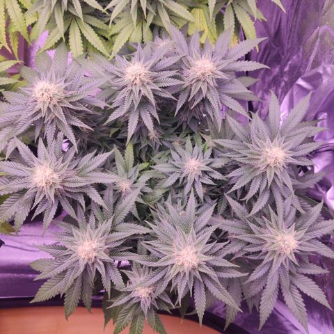 Royal Gorilla growlog timeline photo