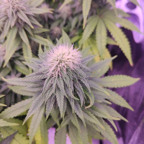 Royal Gorilla growlog timeline photo
