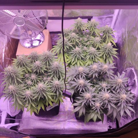 Royal Gorilla growlog timeline photo